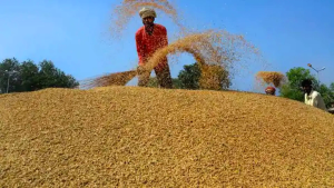 धान खरीद