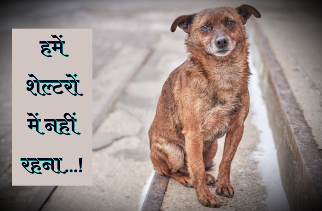 DOG BANNED : अपने स्वतंत्र अधिकारों की राह देखता एक कुत्ता