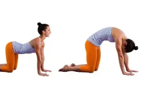 मार्जरी आसन (Cat–Cow Pose): रीढ़ की हर कड़ी के लिए सर्वोत्तम मूवमेंट