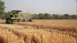 India Grain Production 2024-25: चावल, गेहूं और मूंग का रिकॉर्ड उत्पादन