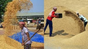 India Grain Production 2024-25: चावल, गेहूं और मूंग का रिकॉर्ड उत्पादन