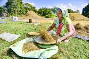 India Grain Production 2024-25: चावल, गेहूं और मूंग का रिकॉर्ड उत्पादन