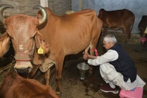 Governor Acharya Devvrat: खेतों में हल, हाथ में झाड़ू राज्यपाल के गाँव दौरे ने सबको चौंका दिया