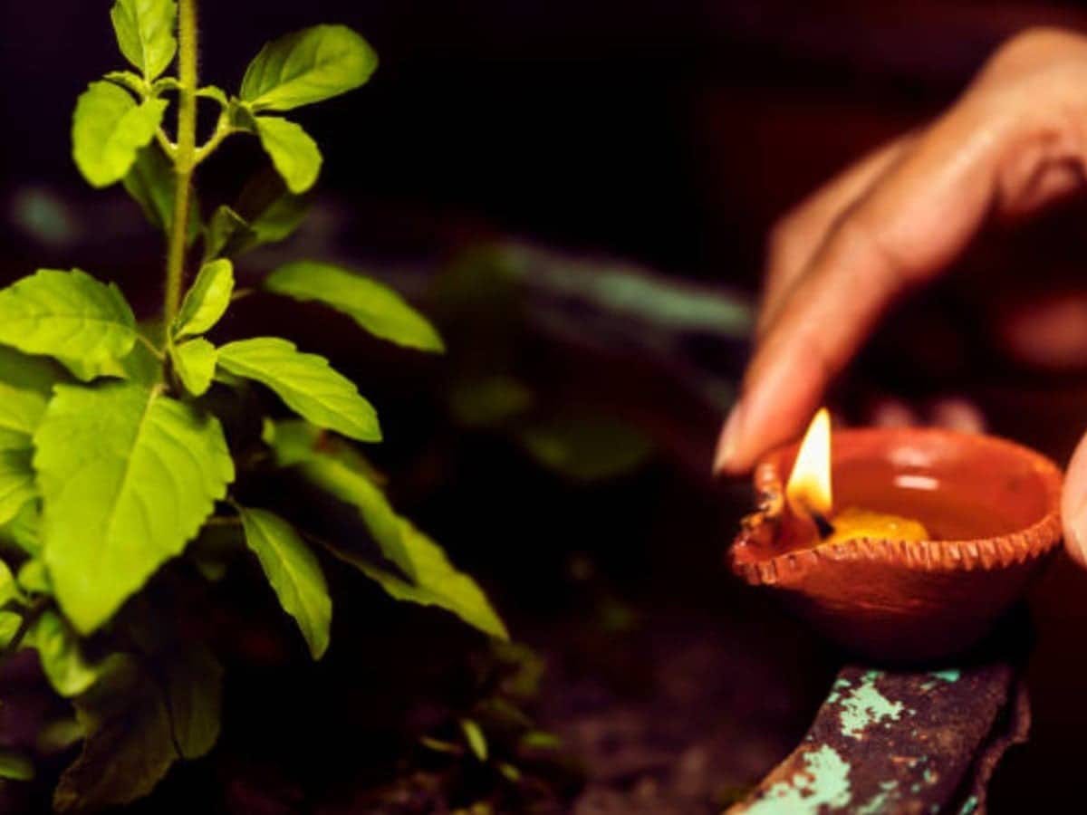 Tulsi Deepak Benefits: तुलसी पर दीपक जलाने के फायदे और पूजा विधि