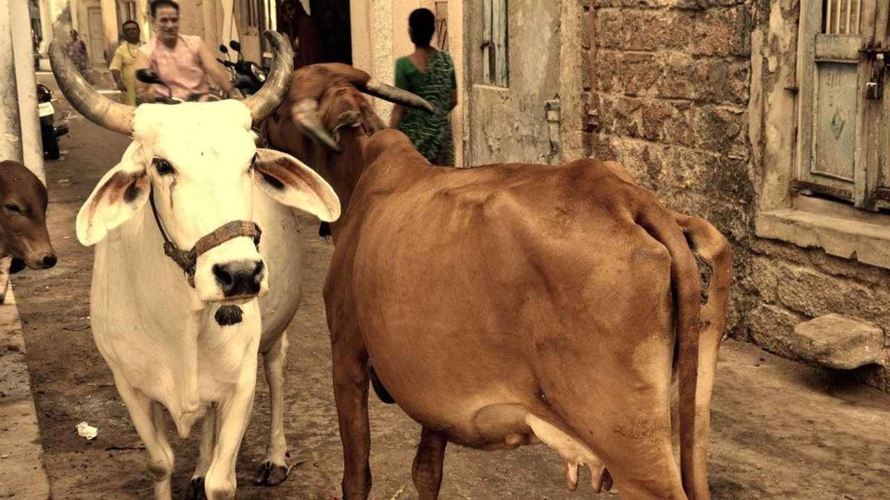 पालतू गायें भी परेशानियों का कारण!