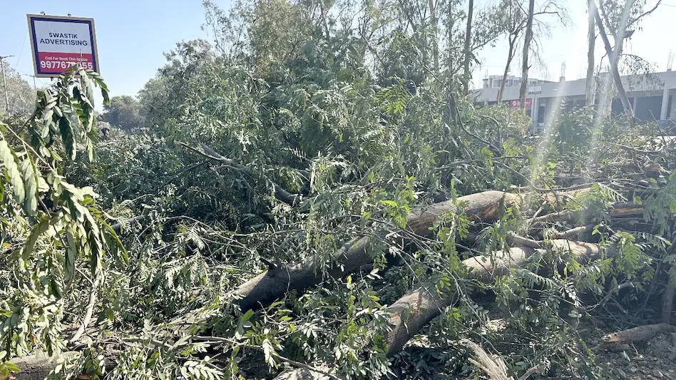 अयोध्या बायपास पर पेड़ कटाई रुकी