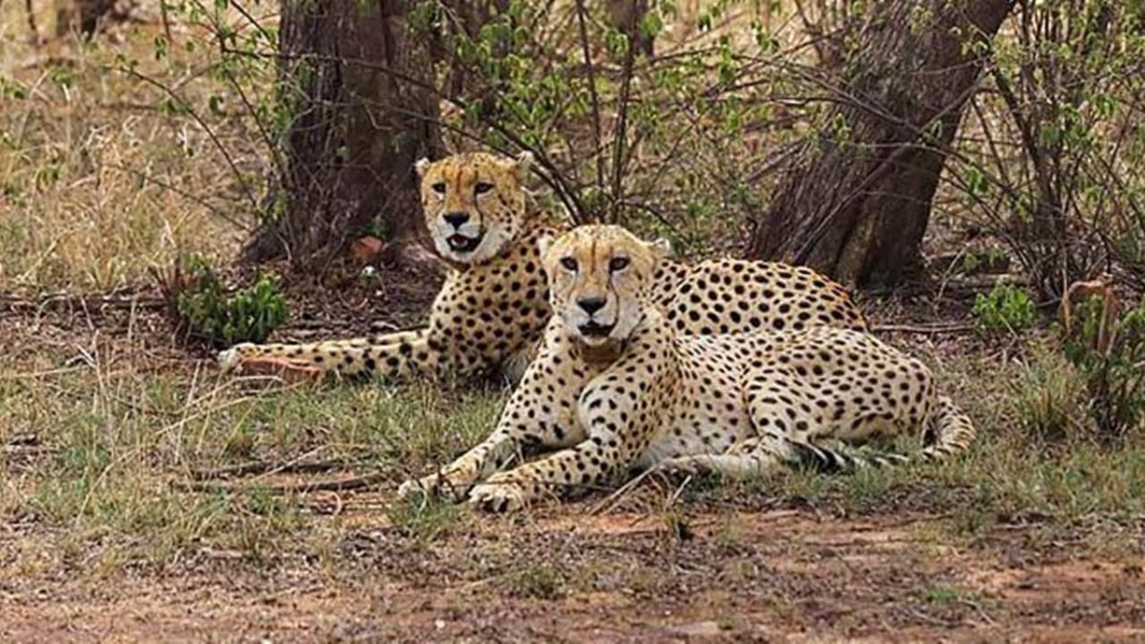 Cheetah in india