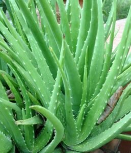 बाल और त्वचा के फायदे