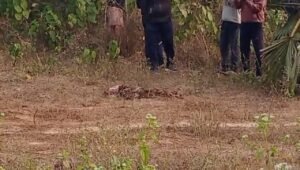 Elephant Attack: जंगलमहल में हाथियों का हमला