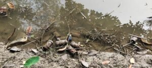 Murshidabad News: रानीतला में तालाब के पास से 30 बम बरामद