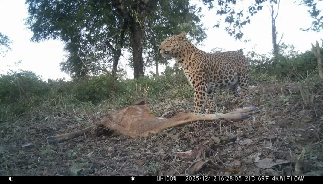 कैमरे में कैद हुआ तेंदुए का अनोखा पल