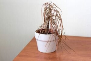 Vastu Tips: अनावश्यक सामान हटाएँ, सुख-समृद्धि बढ़ाएँ