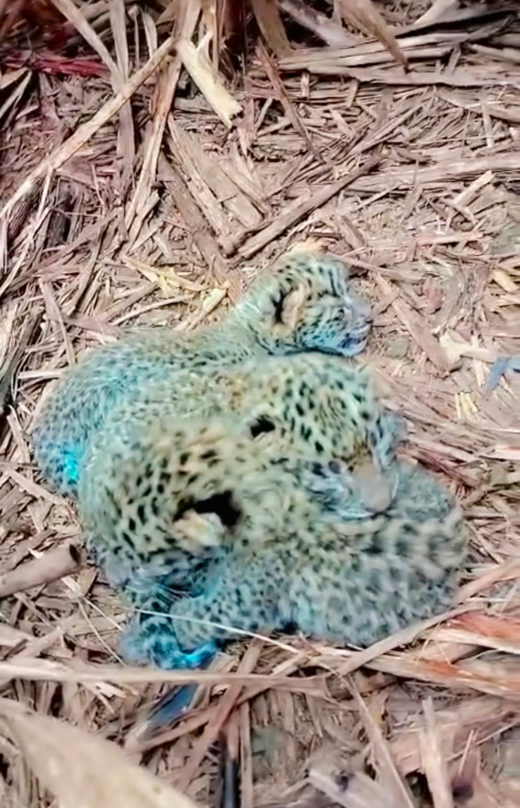 लखीमपुर में तेंदुए