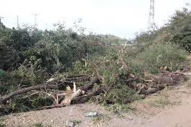 अयोध्या बायपास पर पेड़ कटाई रुकी