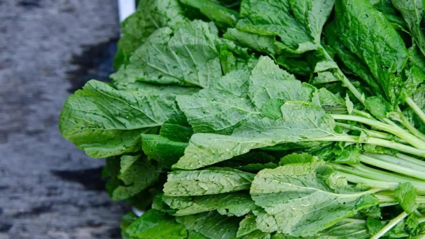 Musturd Vegetable Benefits