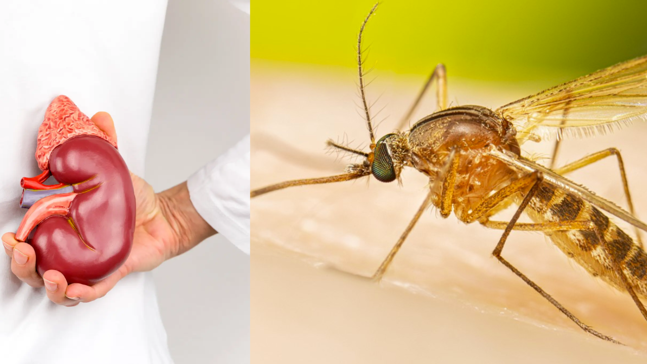 मच्छरों से हो सकती हैं और जानलेवा बीमारियां