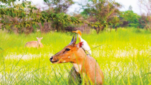 विश्व वन्यजीव संरक्षण