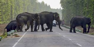 सालाना इंसान-वन्यजीव संघर्ष में मौतें