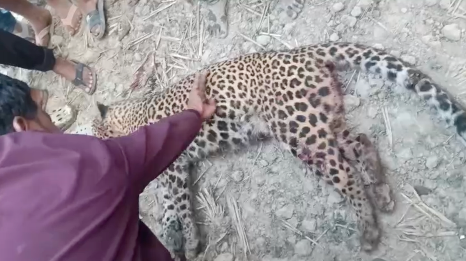 नदी पुल के पास अचानक चित्ते की एंट्री