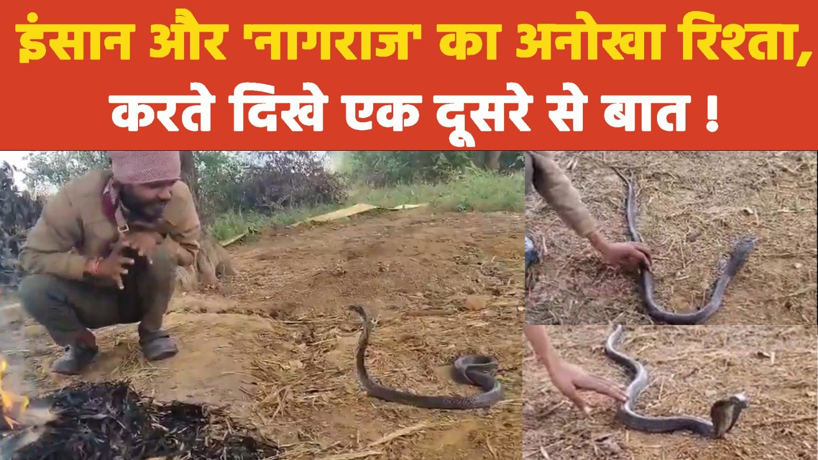 MP News: भिंड में दिखा इंसान और 'नागराज' का अनोखा रिश्ता, करते दिखे एक दूसरे से बात!