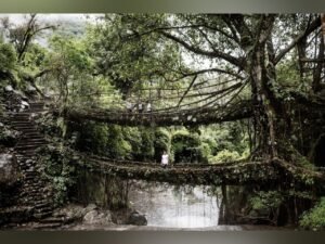 Root Bridges: मेघालय के जीवित जड़ पुलों को विश्व धरोहर बनाने की पहल