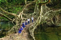 Root Bridges: मेघालय के जीवित जड़ पुलों को विश्व धरोहर बनाने की पहल