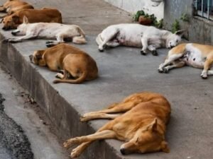 Dog Killing Telangana: तेलंगाना में पशु क्रूरता की हद पार