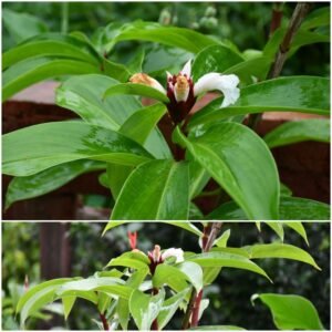 केवकंद: जंगली अदरक का चमत्कारी औषधीय गुण