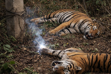 MP Tiger Death Case: