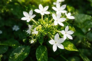 चित्रक जड़ी-बूटी