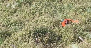 BJP Flag Controversy: बीजेपी झंडे फाड़ने की घटना