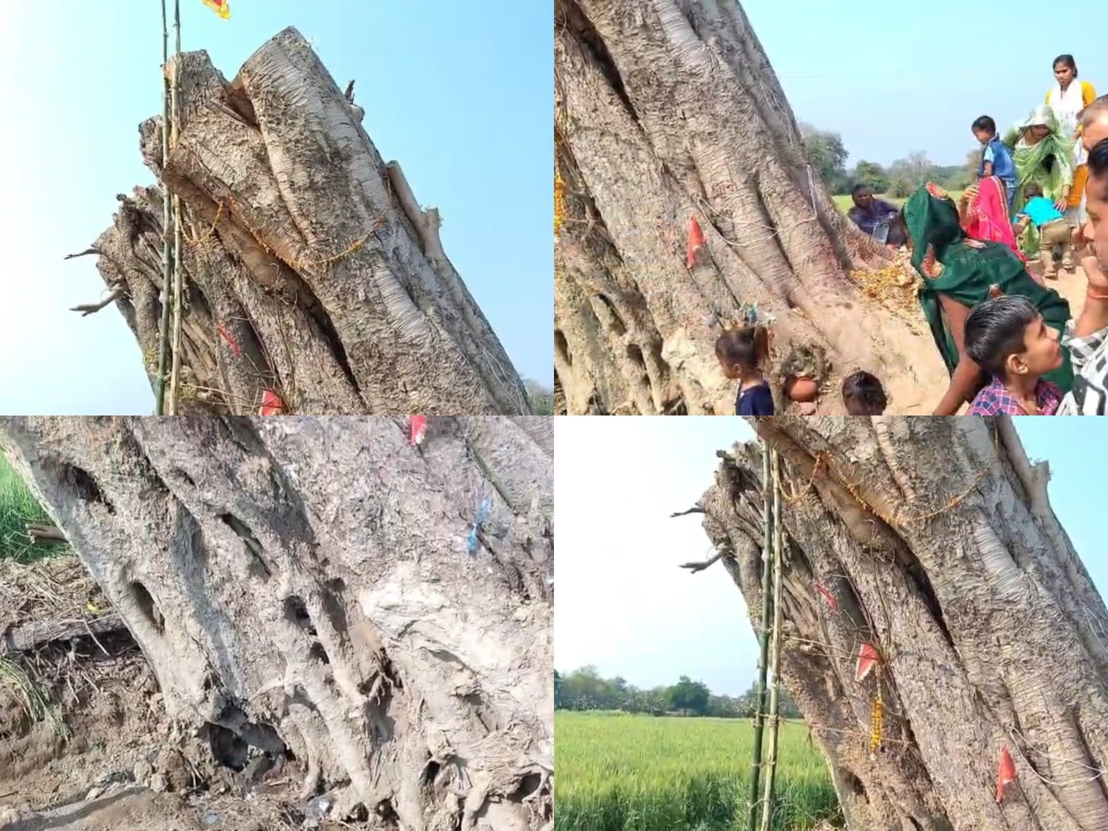 Kanpur : गिरा पीपल खुद खड़ा हुआ, गांव में आस्था-अफवाहों का तूफान