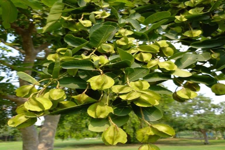 Health News: आयुर्वेद का वरदान अर्जुन बिहार की सेहत और अर्थव्यवस्था को संवारने की नई सरकारी पहल