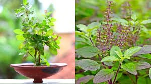 Tulsi Puja Thursday: गुरुवार को चढ़ाएं ये खास चीजें