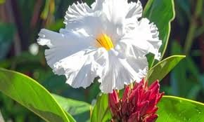 Kevkand Benefits Ayurveda: जंगली अदरक का चमत्कारी औषधीय गुण