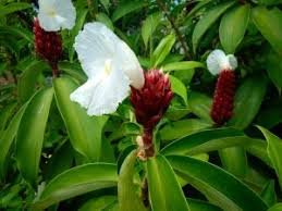 केवकंद: जंगली अदरक का चमत्कारी औषधीय गुण