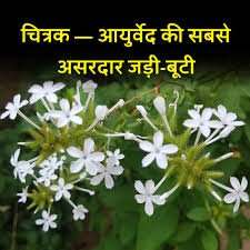 चित्रक जड़ी-बूटी