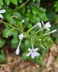 Chitrak Herb Benefits: चित्रक जड़ी-बूटी