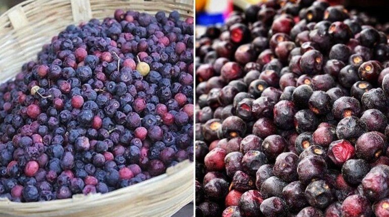 Falsa Fruit ke fayde: