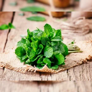Mint Benefits Summer: गर्मियों में पुदीना के फायदे
