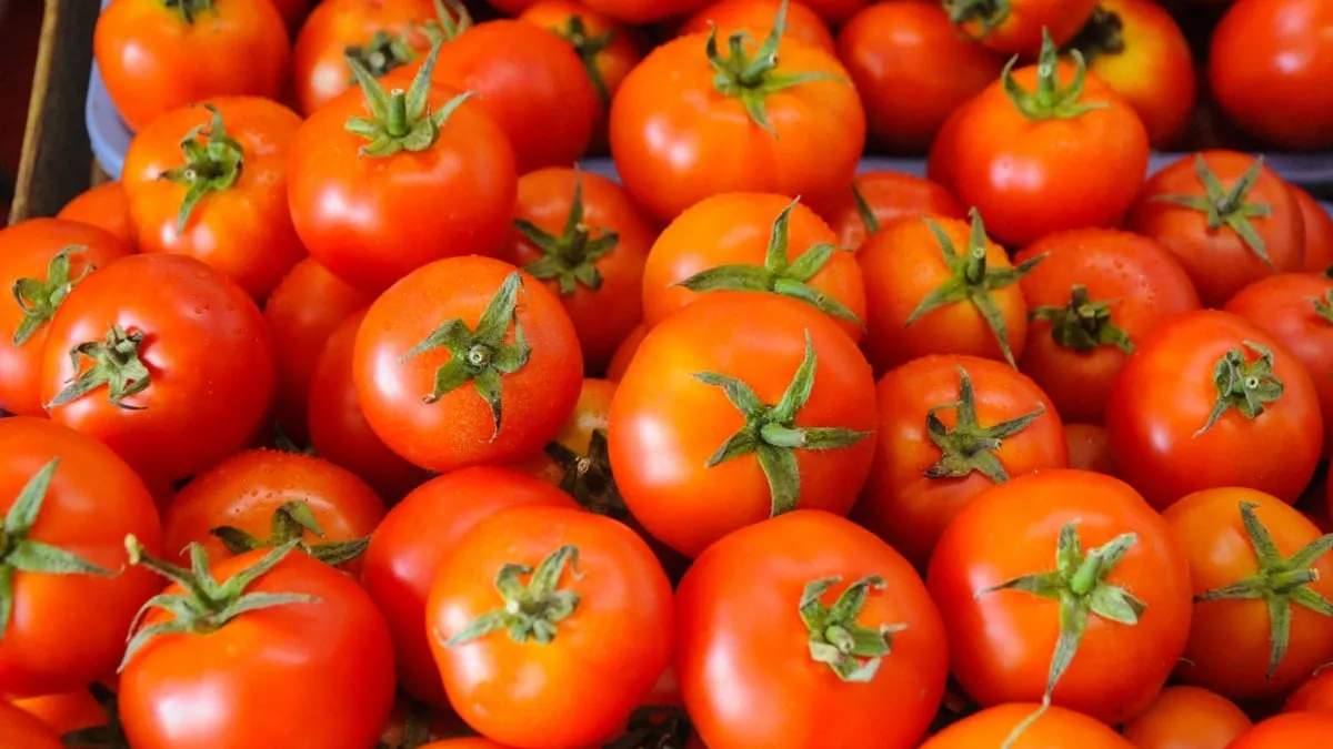 टमाटर की कीमतों में भारी गिरावट