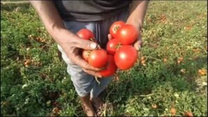 Tomato Price News: टमाटर की कीमतों में भारी गिरावट