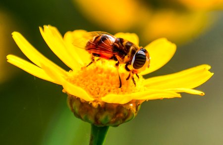 Oxygen Level Research: