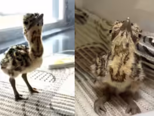 गोडावण चूजे को मिली जेड प्लस सुरक्षा