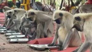 हनुमान भंडारा 2026