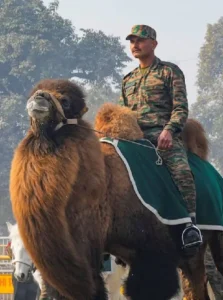Ladakh Army Camels: