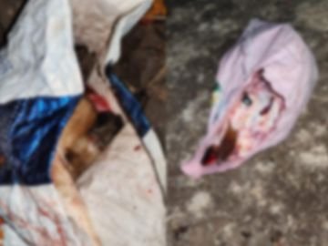 Cow Slaughter Case: