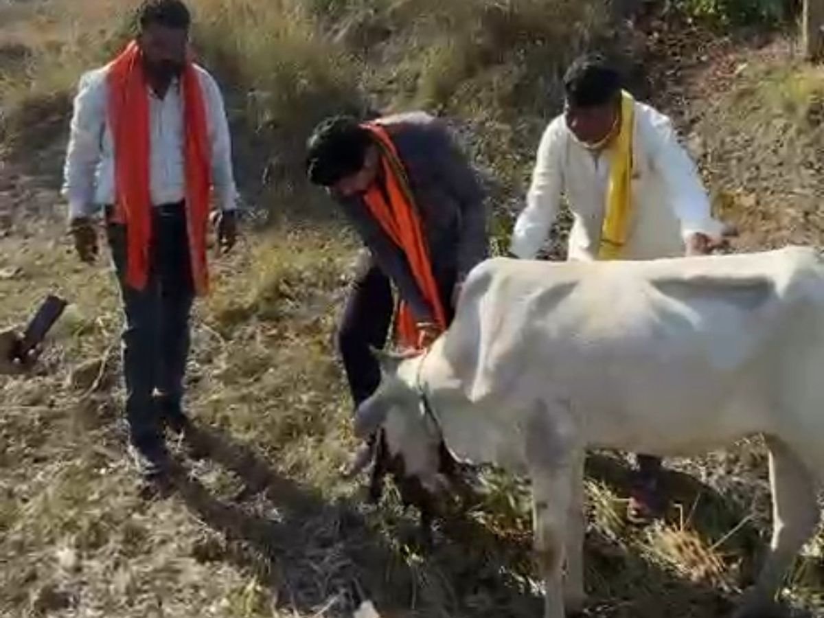 Betul cow blast incident: