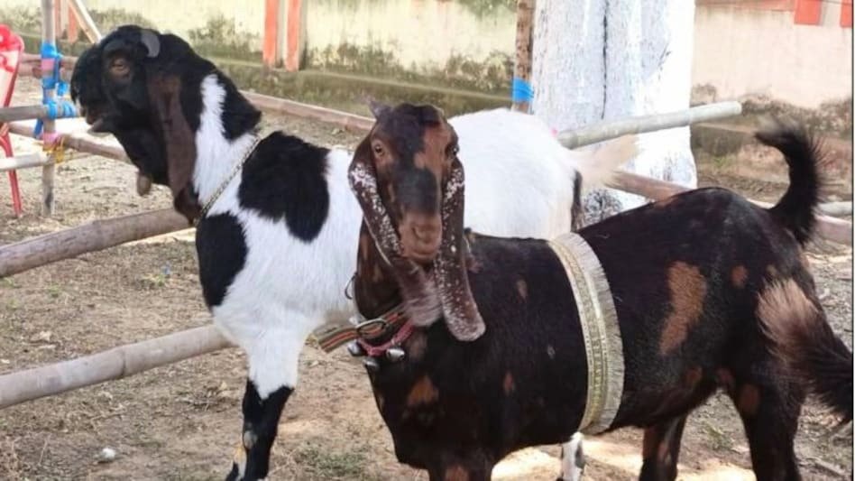 तोतापरी नस्ल की बकरी पहली पसंद 