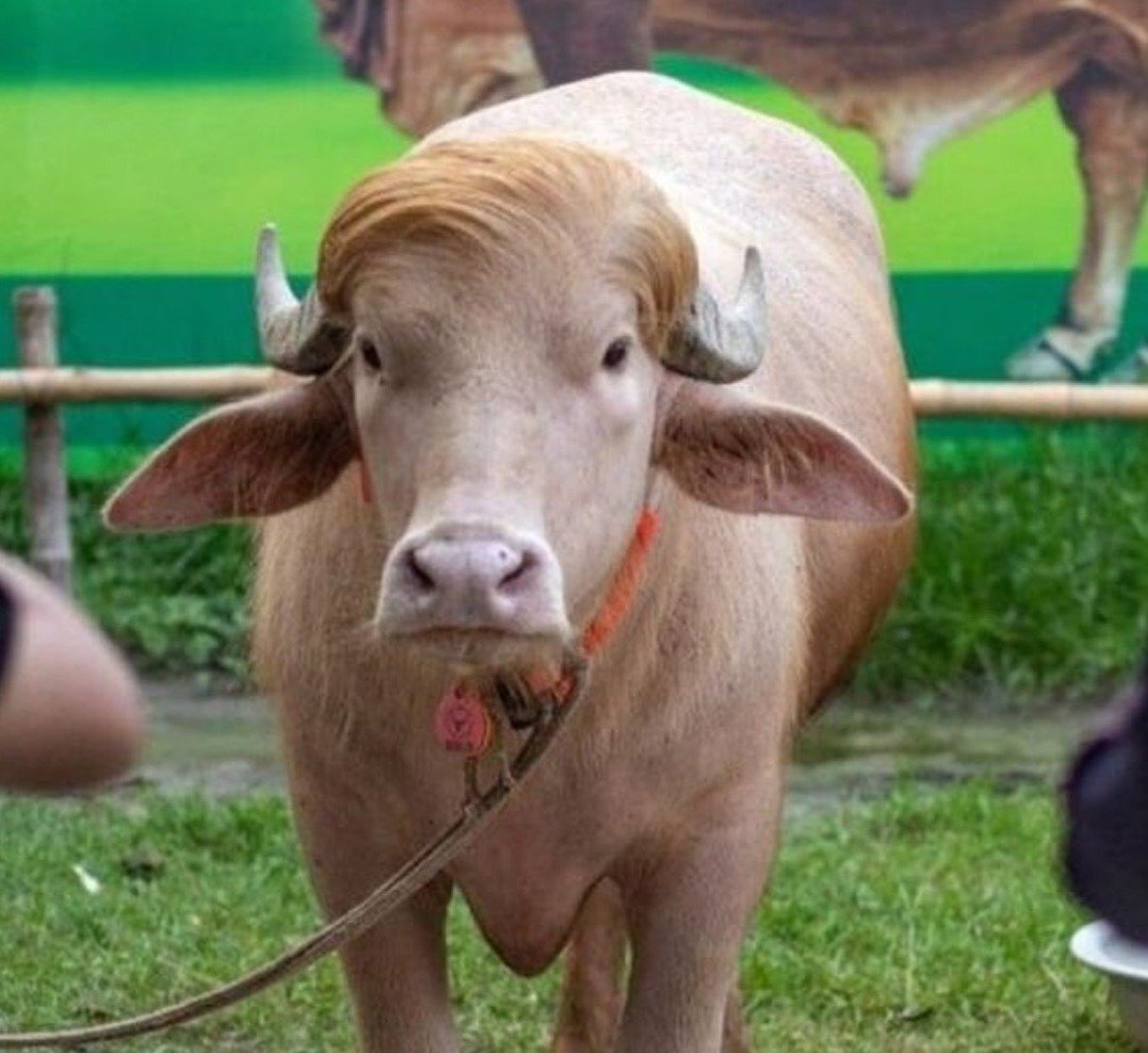 Viral Donald Trump Buffalo: ईद पर कटने वाला था डोनाल्ड ट्रंप भैंसा, वायरल होते ही सरकार ने भेजा नेशनल जू